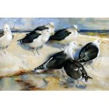 FRANK SOUTHGATE (1872-1916) British Great Black Backed Gulls Watercolour Old label to verso for The