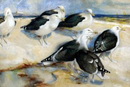 FRANK SOUTHGATE (1872-1916) British Great Black Backed Gulls Watercolour Old label to verso for The