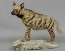 A taxidermy specimen of a preserved Striped Hyena (Hyaena hyaena) Mounted on a faux rocky base.