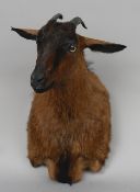 A taxidermy specimen of an immature feral goat's head 60 cm high.
