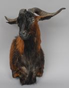 A taxidermy specimen of a feral goat head 70 cm high.