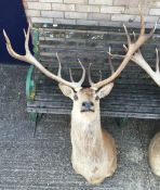 Two taxidermy specimens of preserved male Red Deer heads (Cervus elaphus) Both approx 150 cm high.