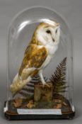 A taxidermy specimen of a Barn Owl (Tyto alba) Set in a naturalistic setting under a glazed dome;
