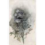 ISABELLE FORREST (19th/20th century) British Anais in Flower and Seed Watercolour Signed with