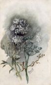 ISABELLE FORREST (19th/20th century) British Anais in Flower and Seed Watercolour Signed with