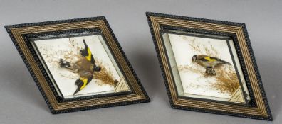 A pair of early Victorian taxidermy specimens of Goldfinches (Carduelis carduelis)