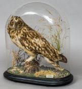 An early 20th century taxidermy specimen of a Short Eared Owl (Asio flammeus)