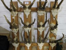 A quantity of mounted antlers