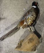 A taxidermy specimen of a pheasant