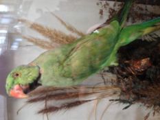 An early 20th century taxidermy specimen of a preserved Ring-necked Parakeet (Psittacula krameri)