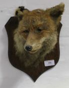 A spicer taxidermy fox mask