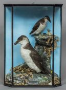 An early 20th century taxidermy specimen of a Little Auk (Alle alle) and a Brunnich's Guillemot