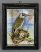 A Victorian taxidermy specimen of a Green Woodpecker (Picus viridis) CONDITION REPORTS: