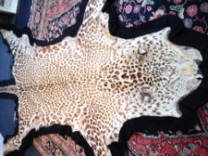 A taxidermy leopard skin rug Mounted on a blue felt background,