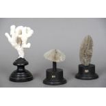 Three coral specimens Each mounted on an ebonised display stand. The largest 17.5 cm high.