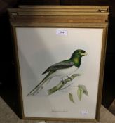 A quantity of ornithological prints after Gould