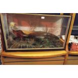 A large good quality taxidermy study of a Golden Pheasant in glass case,