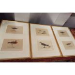 A set of three framed pairs of handcoloured book plate engravings of birds to include 'Little