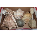Box of assorted seashells