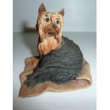 Border Fine Arts Yorkshire Terrier by Ayres