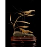 Property of a deceased estate - a Chinese carved horn model of two shrimps, mounted on a wooden