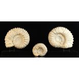 Property of a deceased estate - three ammonites, achanthoceras, Cretaceous age (approximately 100