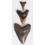 Property of a deceased estate - three fossilized megaladon shark teeth, Myocene period, circa 15