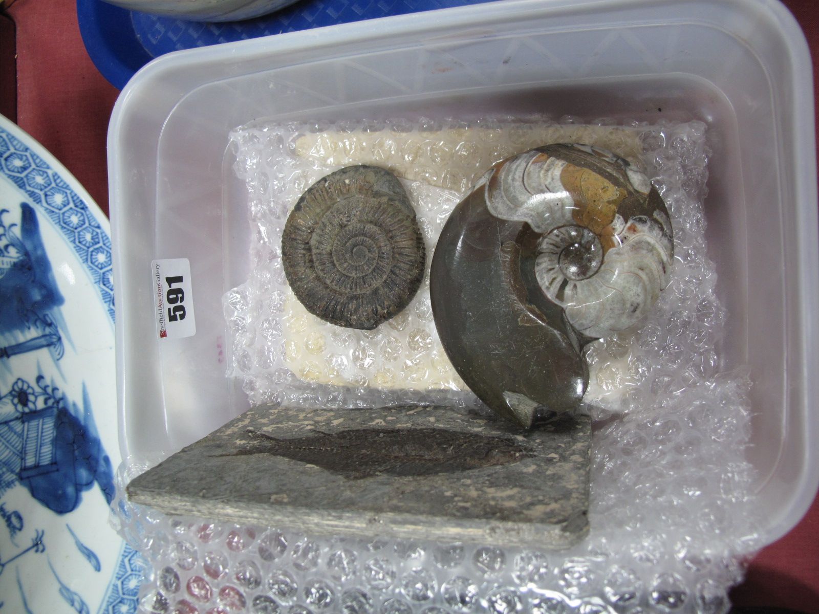 Four Various Fossil Specimens, including ammonite.