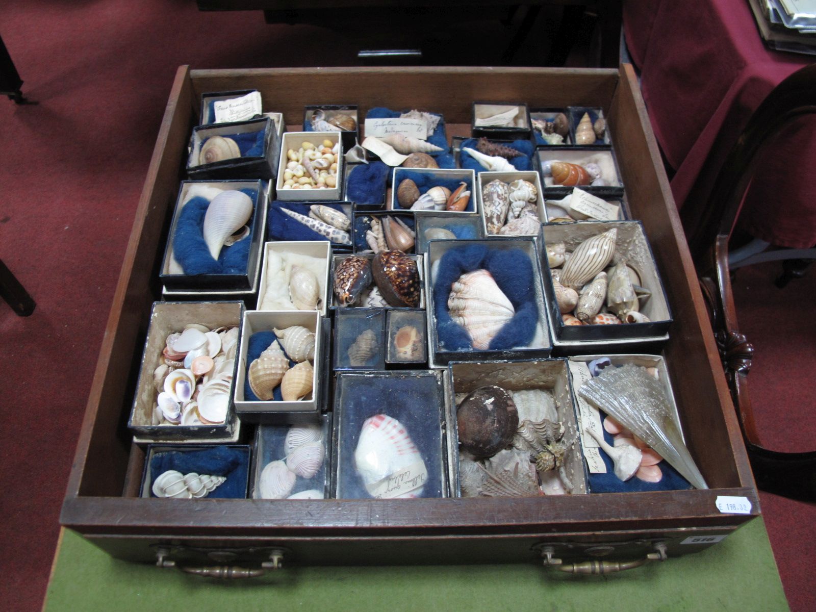 Seashells, large quantity, many XIX Century examples with Latin names and location of findings in