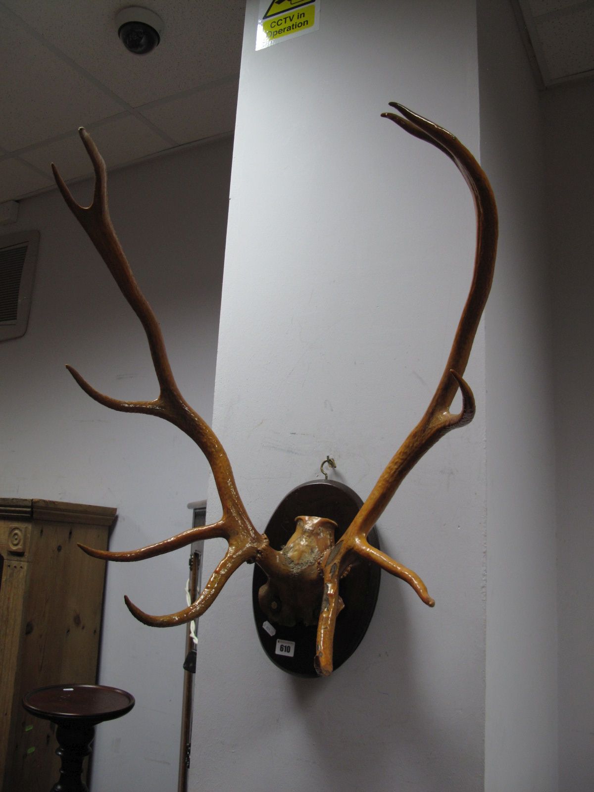 A Set of Large Antlers (varnished), on an oval mahogany shield.