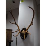 A Set of Large Antlers (varnished), on an oval mahogany shield.