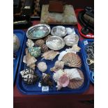 A Collection of Seashells, including moonshell, abalone, scallop, mother of pearl, etc:- One Tray