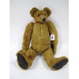 An Early XX Century Teddy Bear, with long arms, swivel head with glass eyes, golden coat and