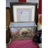 Taxidermy Ferret, in glazed case, together with hand drawn religious text, in oak frame. (2)