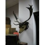 A Wall Mounted Stags Head, on a mahogany shield.