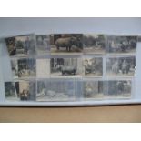 Packet with a Small Collection of London Zoo Postcards, with some early XX Century with colour and