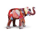 Elephant Inside Out, Artist: Gillian Higgins, Sponsor: B Braun. Elephants may be famed for their