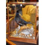 A taxidermy black cock group, in glazed display case,