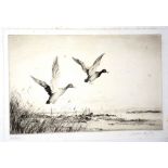 Henry Jackson Simpson (1893-1963)
'Flying Mallard Ducks'
Etching, signed in pencil lower right, 13.