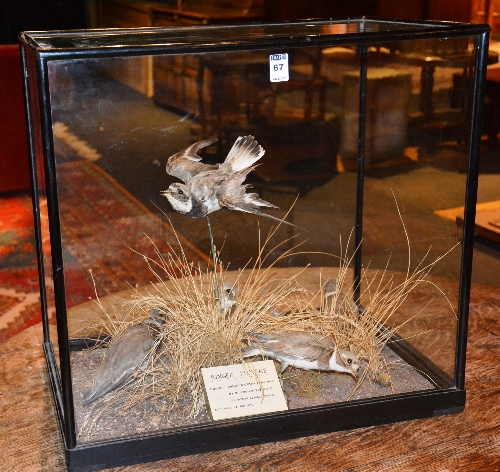 A taxidermy bird group of Ringed Plovers circa 1900, in glazed display case,