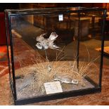 A taxidermy bird group of Ringed Plovers circa 1900, in glazed display case,