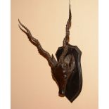A carved wood head of a Black Buck/Kudu, circa late 19th/early 20th century,