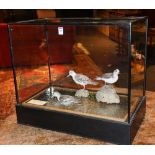 A taxidermy bird group of grey Phalarope circa 1900, in glazed display case,