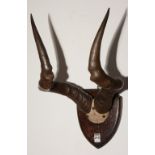 A pair of wall mounting antlers, raised on shield shaped wood plinth,