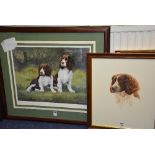 John Baird 'Springer Spaniel' Watercolour, signed lower right, 35 x 42cm,