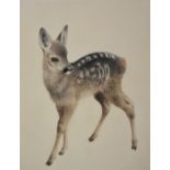 Kurt Meyer-Eberhardt (1895-1977) 'Fawn' Hand coloured engraving, signed lower right,