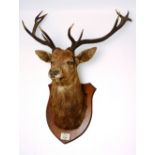 A Royal stags head, with 12 points,