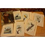 Seven unframed watercolours of 'Bird Studies', raised on paper backings, 19 x 14cm,