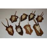 Eight wall mounting antlers, raised on oak plinths,