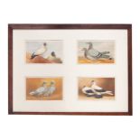 Framed collage of four nineteenth-century ornithological prints  26 x 35 cm.Worldwide shipping
